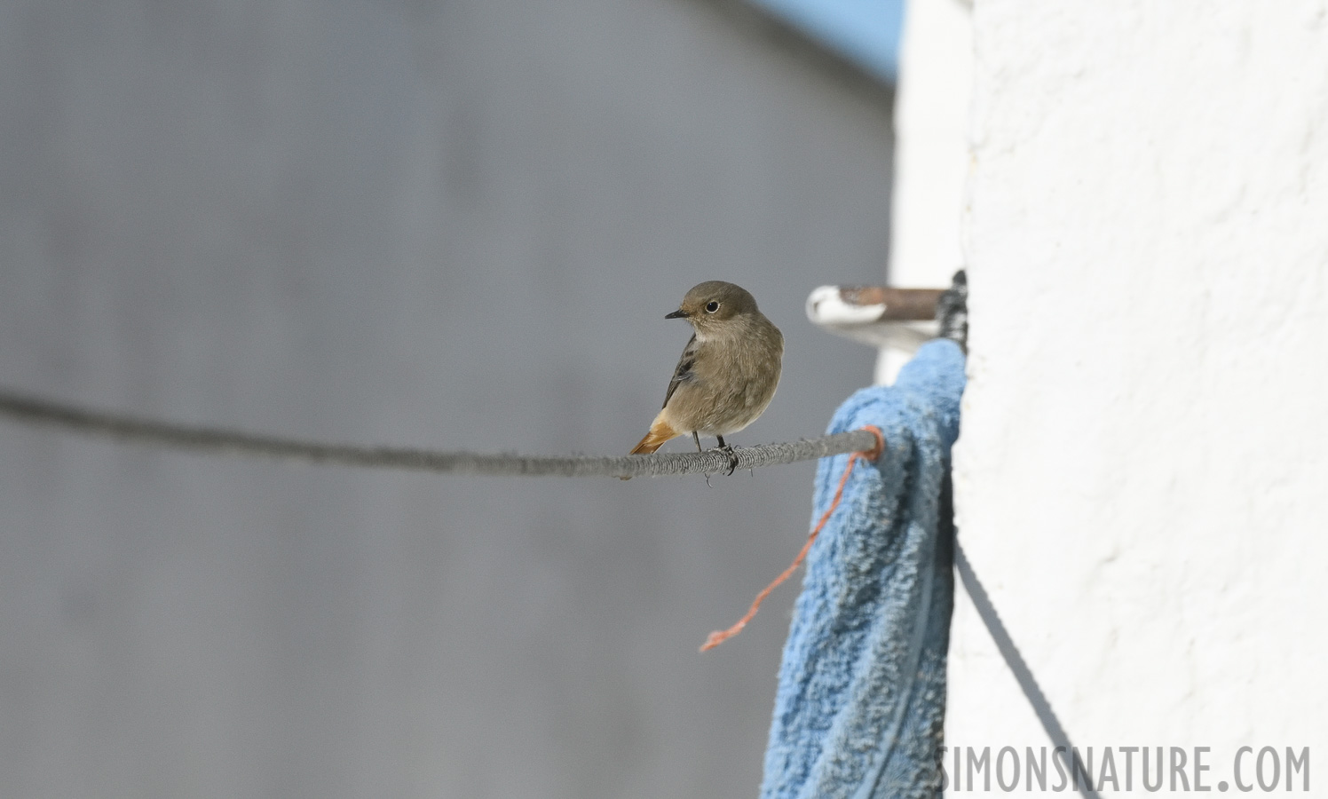 Phoenicurus ochruros aterrimus [400 mm, 1/8000 sec at f / 8.0, ISO 1600]